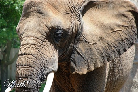 Photography by Schanina