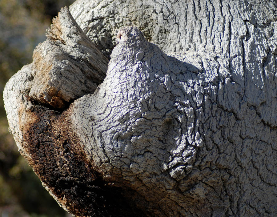 Photography by ClickChick for DesignCrowd (Community Contests) | Design #8995045