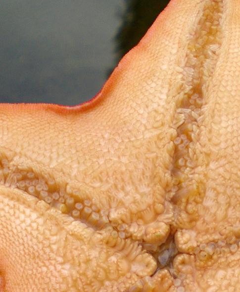 Photographie par bestpicturesever pour DesignCrowd (Community Contests) | Design #8995084