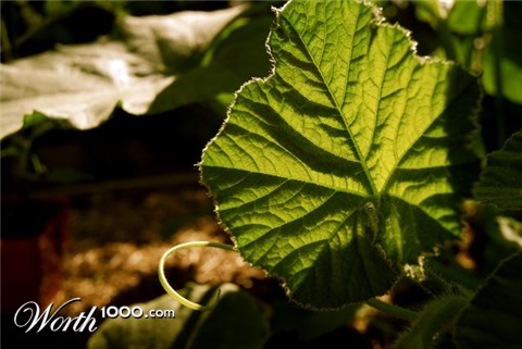 Photography by shamikiely