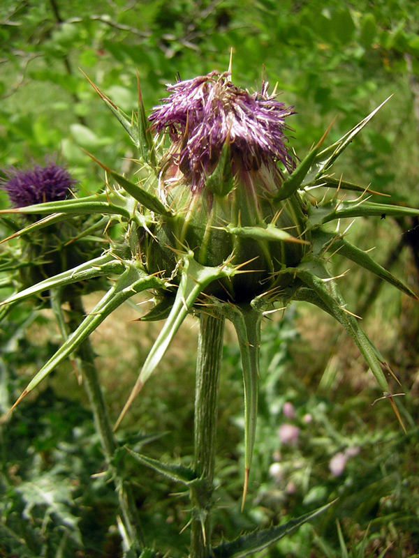 Fotografie von holdenzgz für DesignCrowd (Community Contests) | Design #8995078