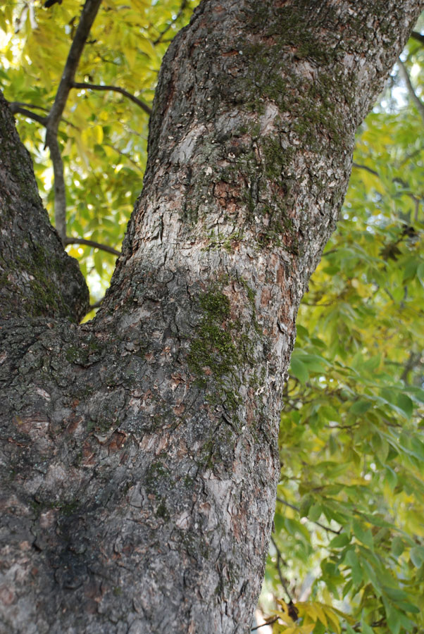 Photographie par MothnFlame pour DesignCrowd (Community Contests) | Design #8995055