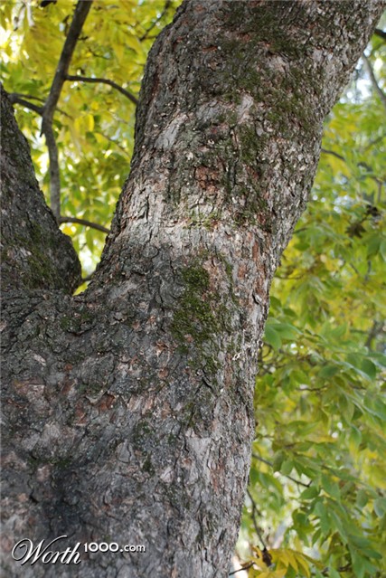 Photography by MothnFlame