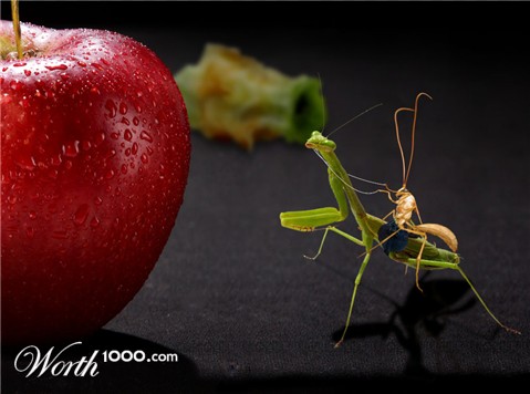 Photoshop Design by dzsuvajoe