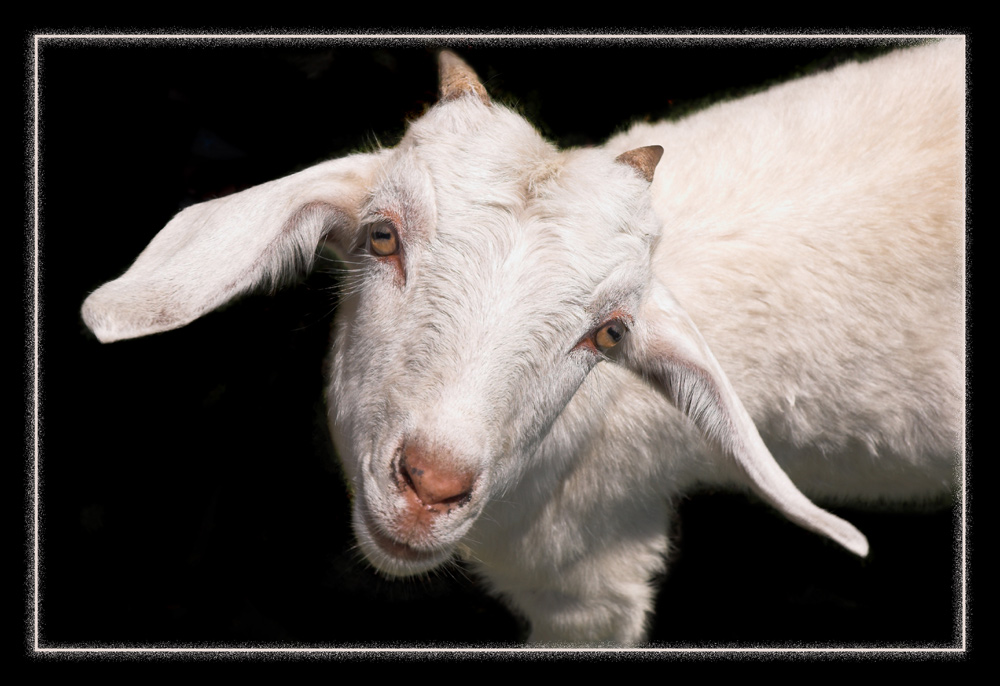 Fotografie von kimbomac für DesignCrowd (Community Contests) | Design #8996080