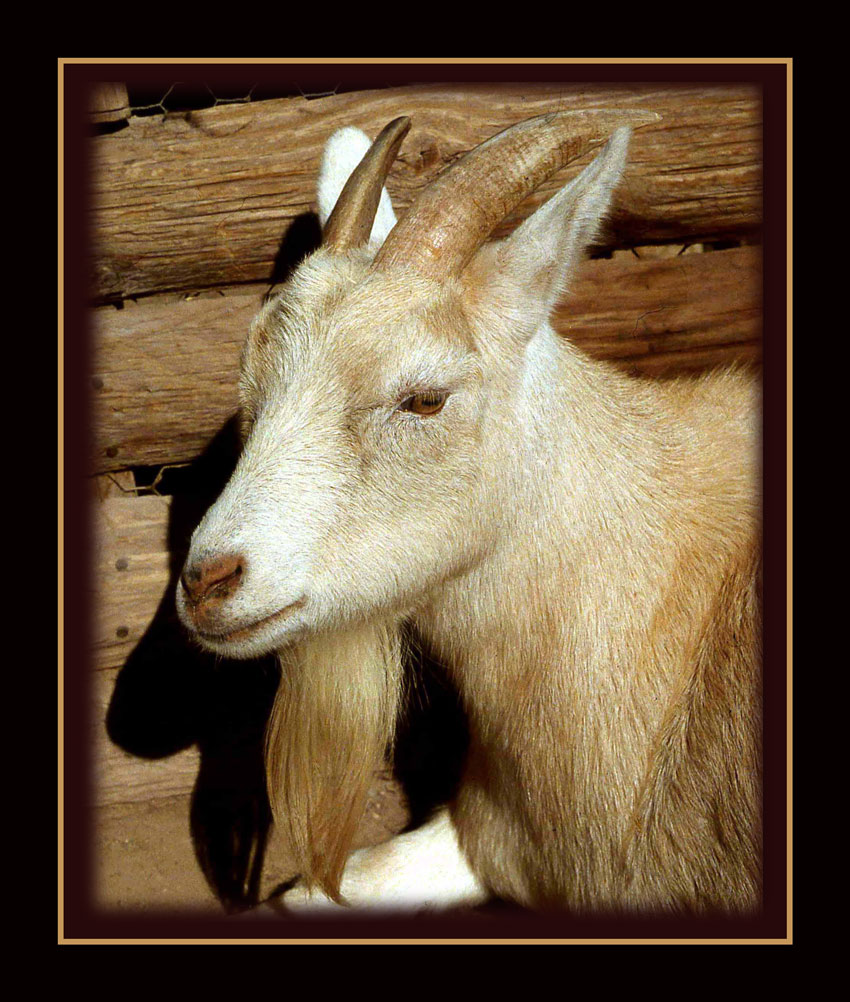 Photography by tigercrosse for DesignCrowd (Community Contests) | Design #8996107