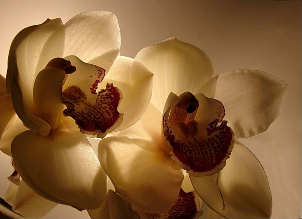 Photographie par Berilu pour DesignCrowd (Community Contests) | Design #9000283