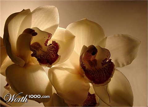 Photography by Berilu