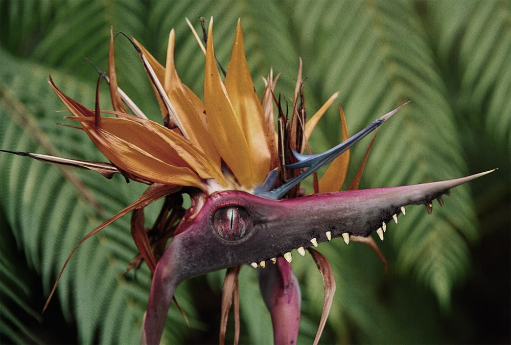 Photoshop-Design von ayoksus für DesignCrowd (Community Contests) | Design #8995535