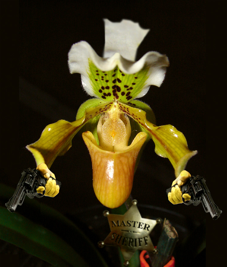 Photoshop Design by Mandrak for DesignCrowd (Community Contests) | Design #8995568