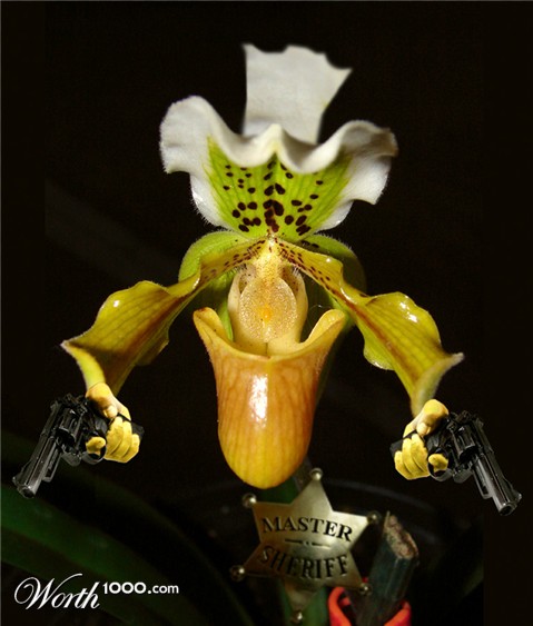 Photoshop Design by Mandrak