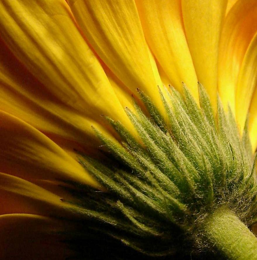 Photographie par Berilu pour DesignCrowd (Community Contests) | Design #8993516