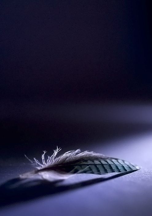 Fotografía por Marian para DesignCrowd (Community Contests) | Diseño #9000272