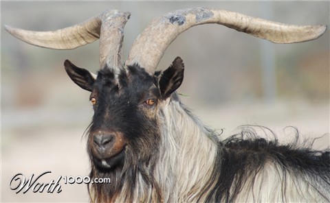 Photography by ClickChick