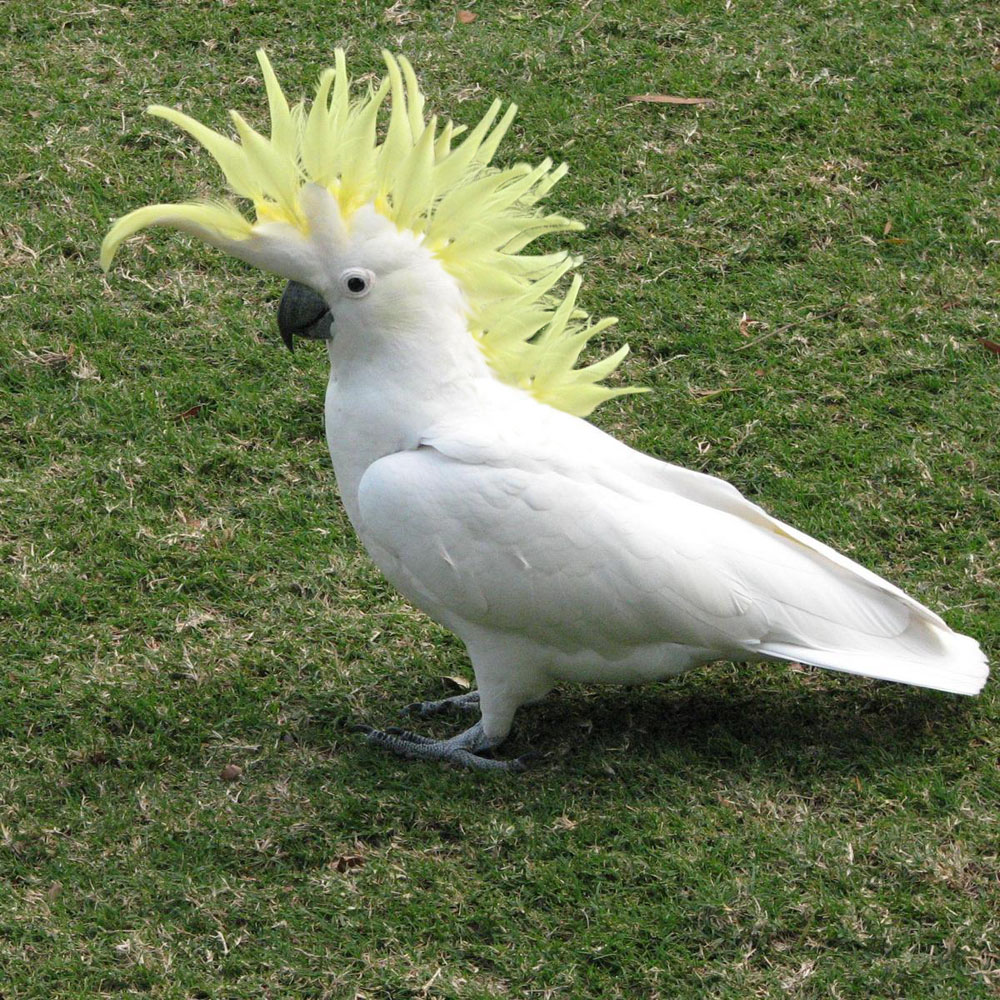 Photoshop Design by brypro63 for DesignCrowd (Community Contests) | Design #8993413