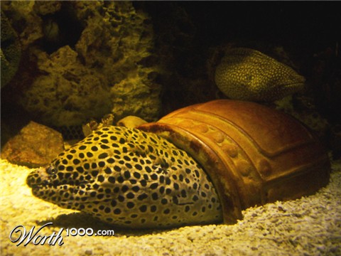 Photography by missihoule74