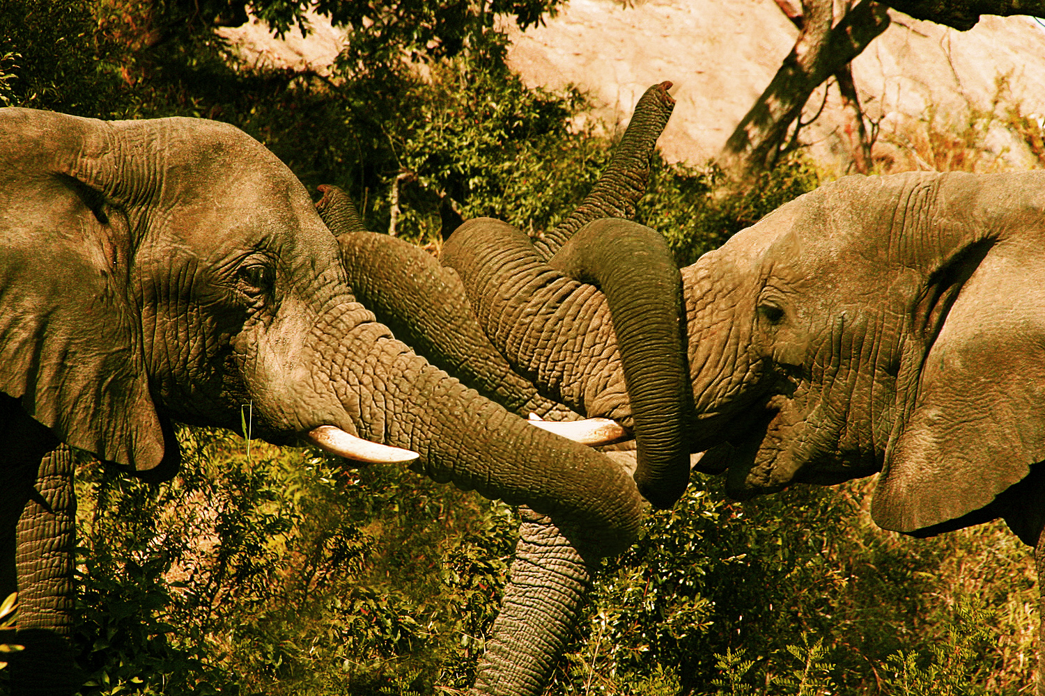 Photoshop Design by Kingslip for DesignCrowd (Community Contests) | Design #8993410