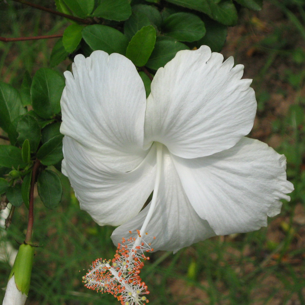 Diseño de Photoshop por purideepika para DesignCrowd (Community Contests) | Diseño #8994358