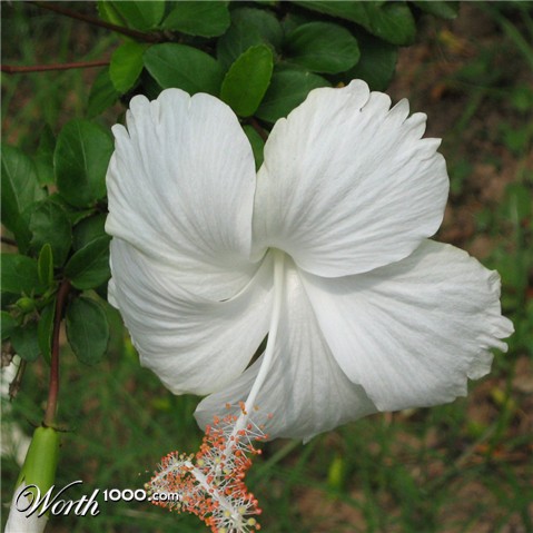 Photoshop Design by purideepika