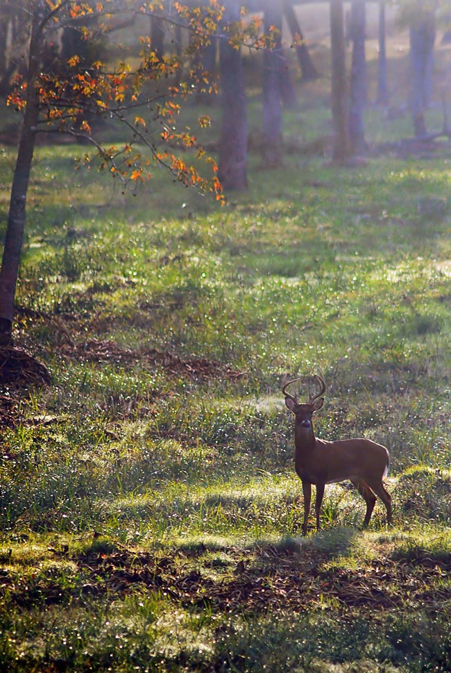 Photography by Fishcat for DesignCrowd (Community Contests) | Design #9000334