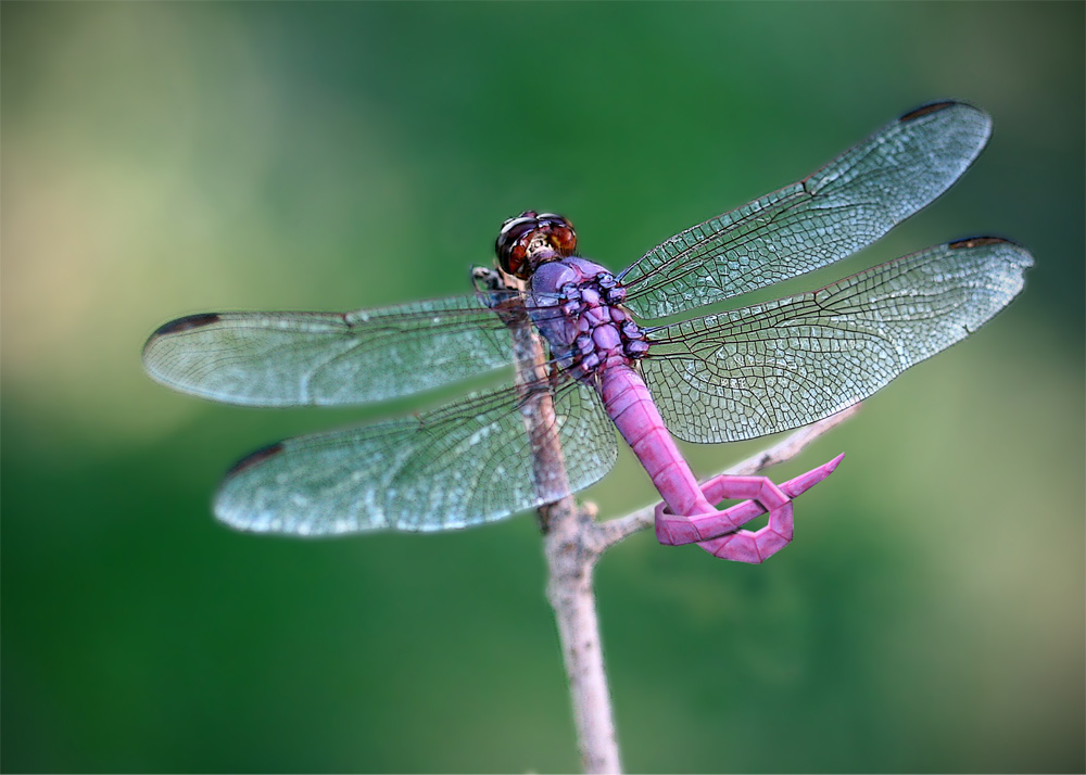 Diseño de Photoshop por abbydda para DesignCrowd (Community Contests) | Diseño #8994342