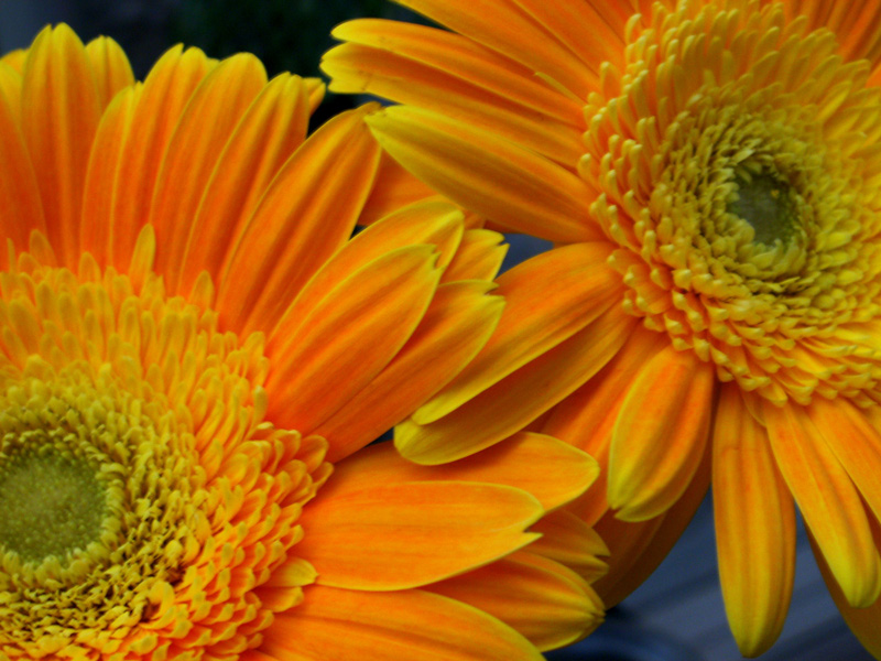 Fotografía por Schanina para DesignCrowd (Community Contests) | Diseño #8993561