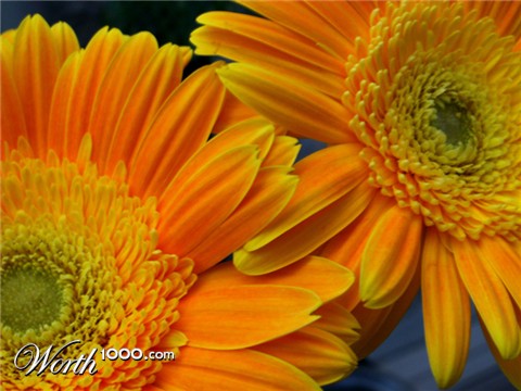 Photography by Schanina