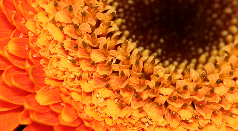 Photography by corgijump for DesignCrowd (Community Contests) | Design #8993564