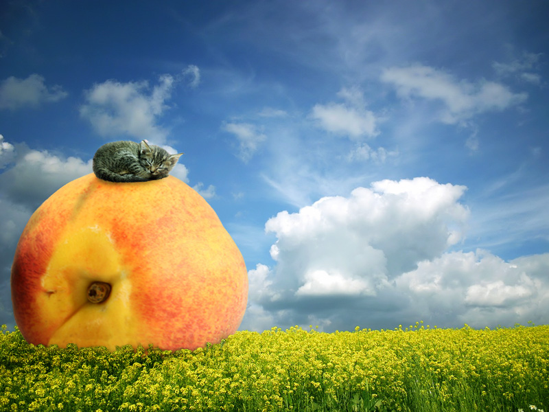 Diseño de Photoshop por ArchaicArtist para DesignCrowd (Community Contests) | Diseño #8992847