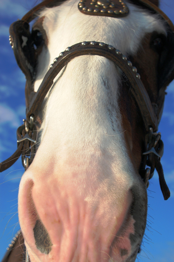 Photography by Schanina for DesignCrowd (Community Contests) | Design #9001548