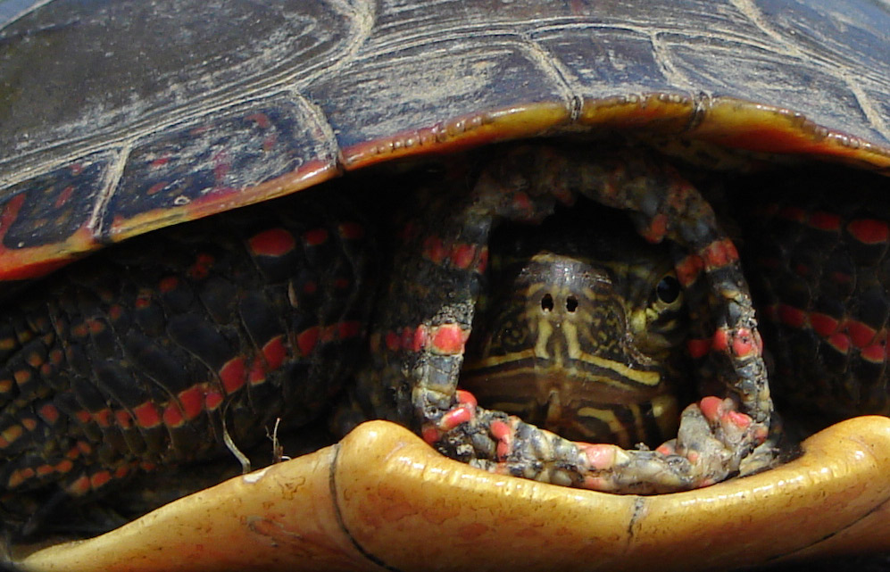 Fotografie von zoomtictac für DesignCrowd (Community Contests) | Design #8993492