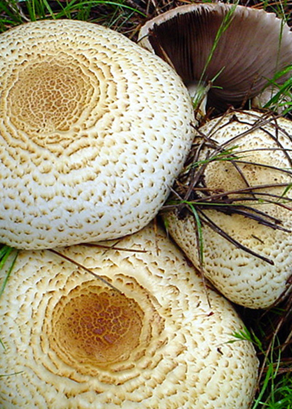 Photography by ljvgtj for DesignCrowd (Community Contests) | Design #8993518