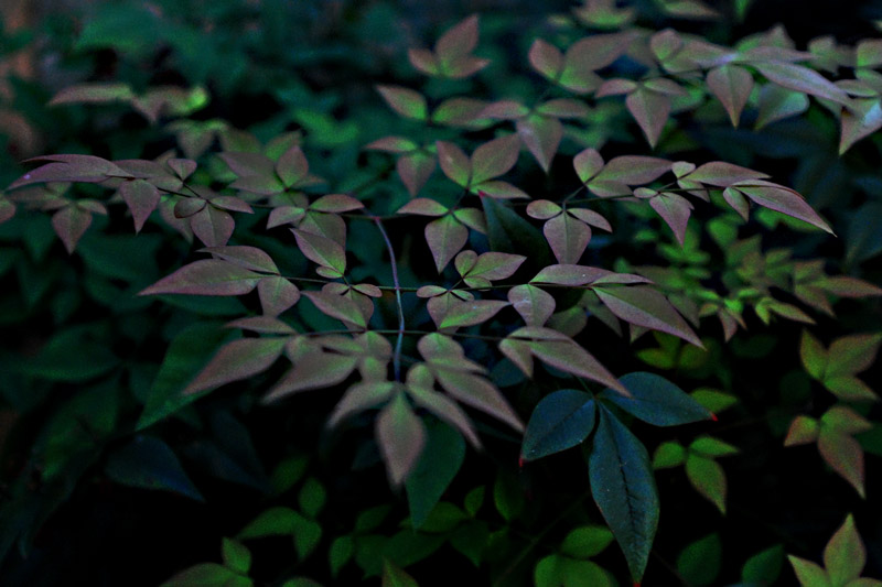 Photographie par stewiemgr pour DesignCrowd (Community Contests) | Design #8993579