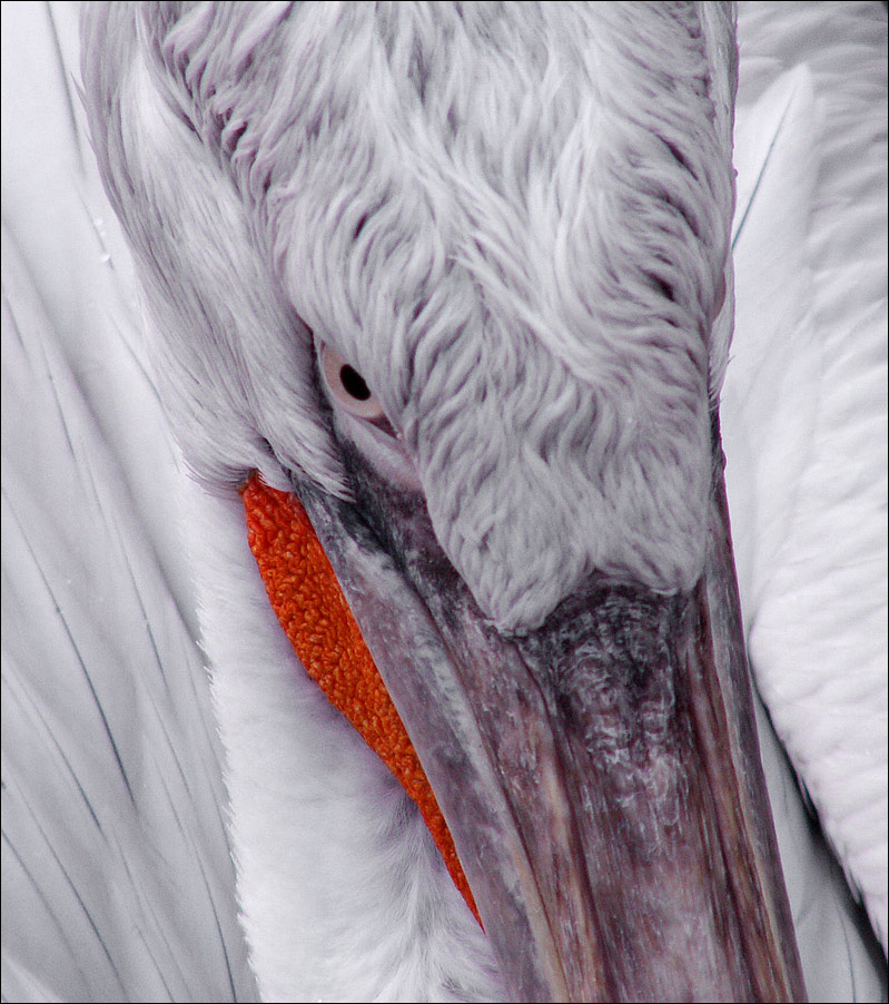 Photography by Pr4ktic for DesignCrowd (Community Contests) | Design #8993571