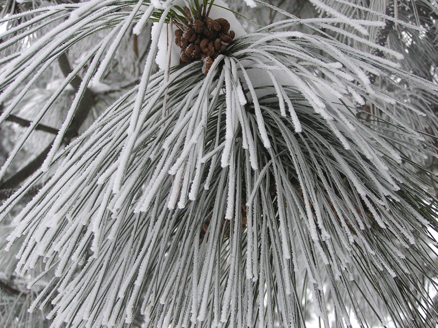 Photography by klxner for DesignCrowd (Community Contests) | Design #8993634