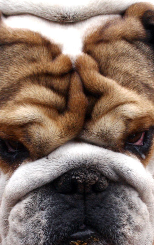 Photography by furfree for DesignCrowd (Community Contests) | Design #8993701