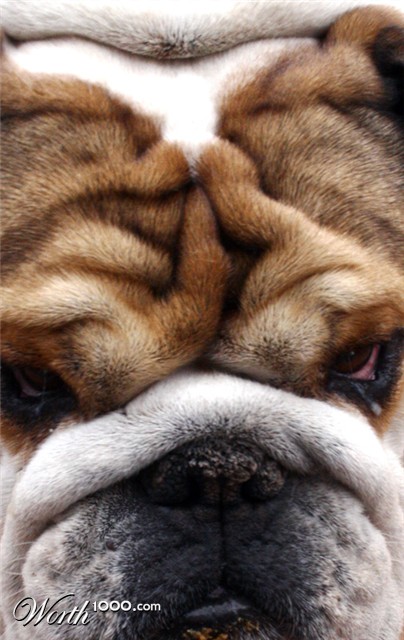 Photography by furfree