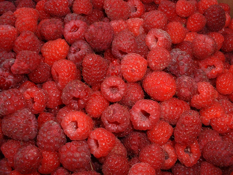 Fotografie von mangoslushy für DesignCrowd (Community Contests) | Design #8993659