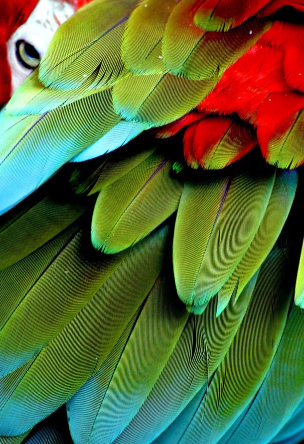 Photography by Viciousvixievenus for DesignCrowd (Community Contests) | Design #8993729