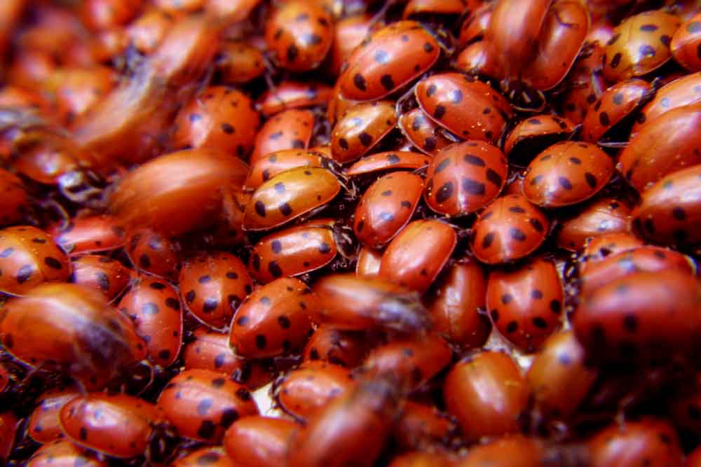 Photography by tyry222 for DesignCrowd (Community Contests) | Design #8993734