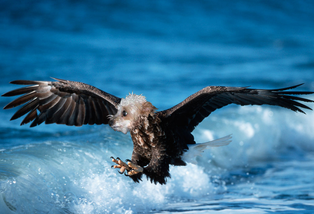 Photoshop Design by luxnax for DesignCrowd (Community Contests) | Design #8993409