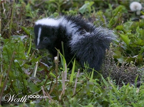 Photography by corgijump