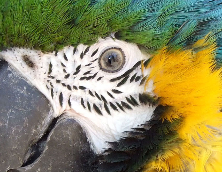 Fotografía por Monica para DesignCrowd (Community Contests) | Diseño #8993769