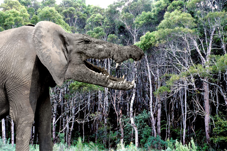 Diseño de Photoshop por plontonious para DesignCrowd (Community Contests) | Diseño #8993405