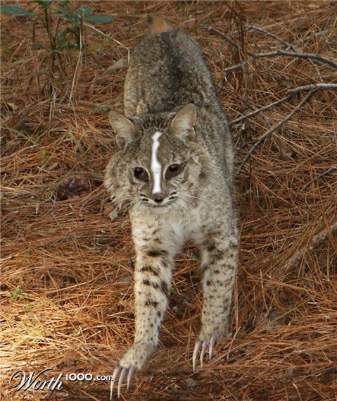 Photoshop Design by GByrd1982