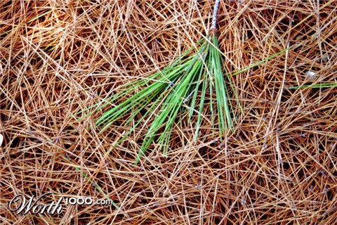 Photography by Bastet