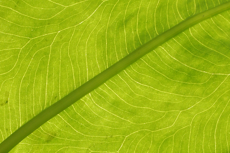 Photographie par crawdaddy pour DesignCrowd (Community Contests) | Design #8993789