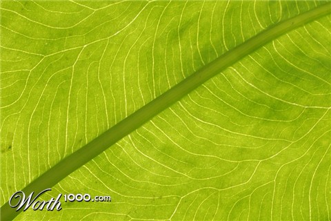 Photography by crawdaddy