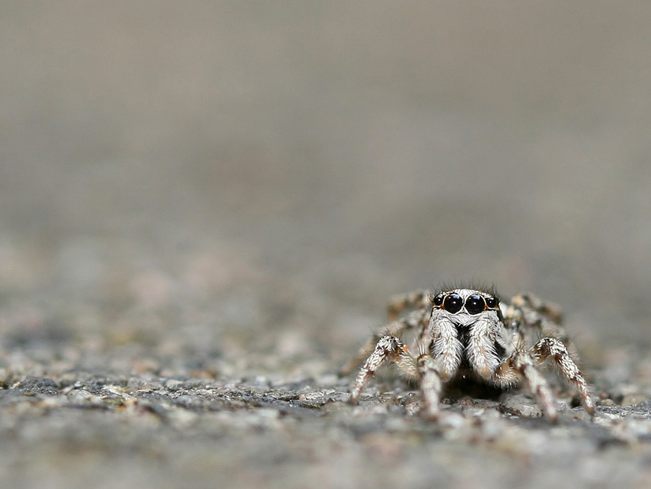 Fotografie von Rouwkema für DesignCrowd (Community Contests) | Design #8990802