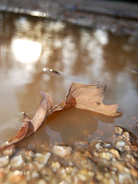 Photography by liberty2007crusader for DesignCrowd (Community Contests) | Design #8990820